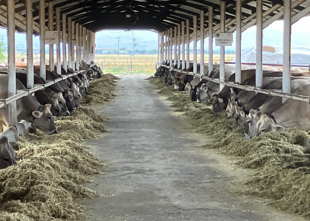 In den Betrieben der TIGEM stehen auch viele Zuchtrinder der Rassen Brown-Swiss und Holstein. Fleckvieh muss daher in Milchmenge und Euterqualität konkurrenzfähige Ergebnisse liefern, um weiterhin attraktiv zu bleiben.
