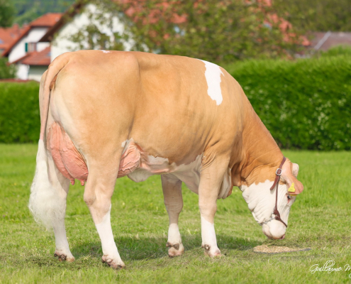 LIMAS (gezüchtet von Monika und Hannes Bauer, Heidenreichenstein), eine Tochter von WINTERTRAUM, der schon als Jungvererber mit hohen Zuchtwerten im Euter und in der Eutergesundheit überzeugte