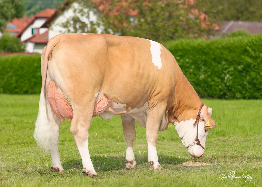 LIMAS (gezüchtet von Monika und Hannes Bauer, Heidenreichenstein), eine Tochter von WINTERTRAUM, der schon als Jungvererber mit hohen Zuchtwerten im Euter und in der Eutergesundheit überzeugte