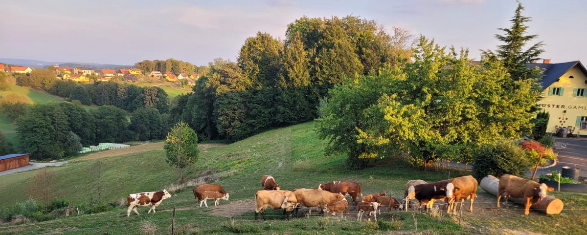 Die südliche Steiermark zeichnet sich einerseits durch das milde Klima und andererseits durch ihre landschaftliche Schönheit aus. Ein harmonisches Wechselspiel aus Weingärten, Äckern, Wiesen und Weiden sowie Wäldern prägen das Landschaftsbild.