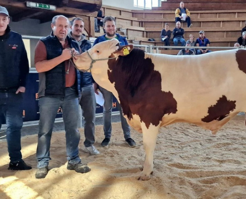 Ein genetisch mischerbig hornloser HOFGUT-Sohn wurde durch die Besamungsstation Bayern Genetik um 15.000 Euro gekauft. Der Stier wurde vom Betrieb Schmidseder aus Enzenkirchen verkauft. Gezüchtet wurde der Stier vom Betrieb Neuper aus Bad Mitterndorf/Stmk.