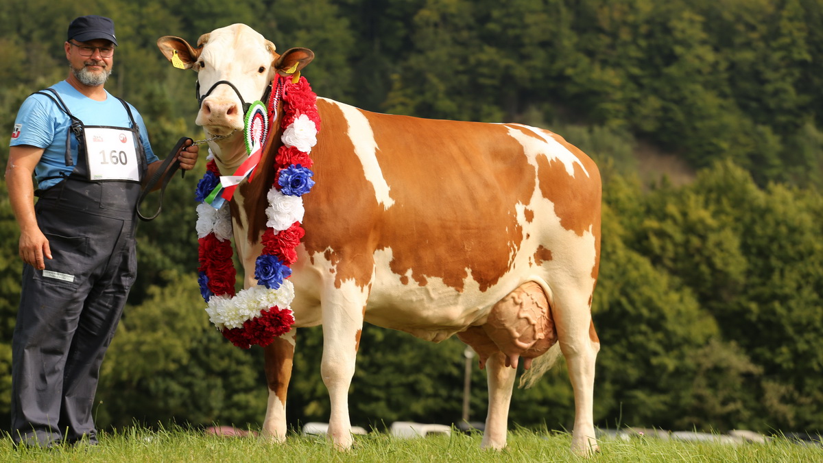 Champion der Nationalschau 2023 – AMBROSE 11 (GS Versetto x Hupsol), HL: 12.273 kg Milch, 3,58 % Fett, 3,41 % Eiweiß