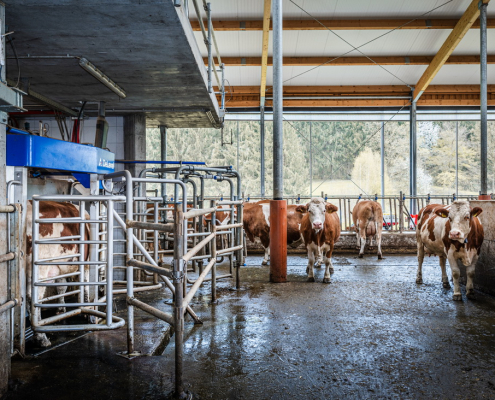 Breite Laufgänge schonen die Klauengesundheit; Foto: DeLaval