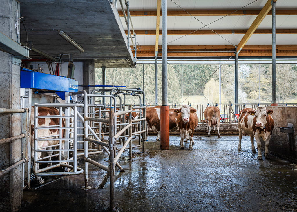 Breite Laufgänge schonen die Klauengesundheit; Foto: DeLaval