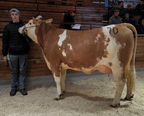 GS ENJOY-Tochter vom Zuchtbetrieb Johann Steindl aus Grossnondorf erlöste 2.850,- Euro.