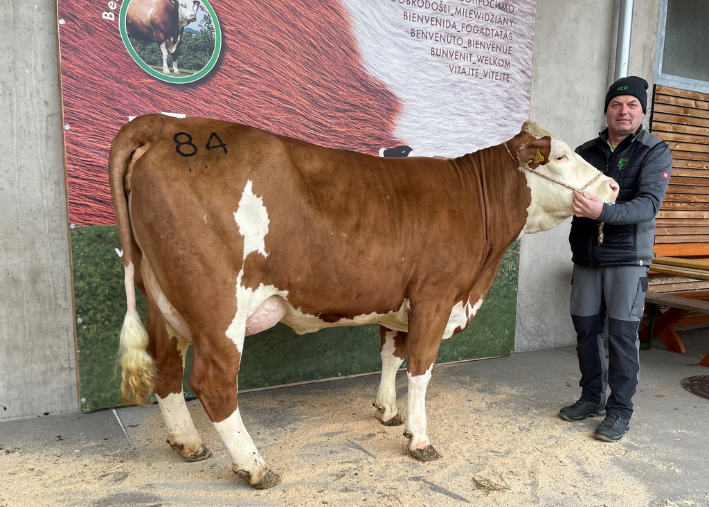 HAMLET Pp-Tochter GLORIA mit einer aktuellen Leistung von 35 kg erzielte mit 3.220 Euro ebenfalls einen stolzen Zuschlagspreis.