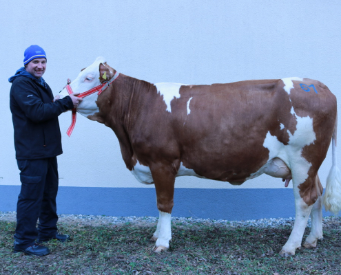 Teuerste Jungkuh: GS DER BESTE-Tochter aus dem Zuchtbetrieb Hartleb Elisabeth, St. Georgen ob Judenburg