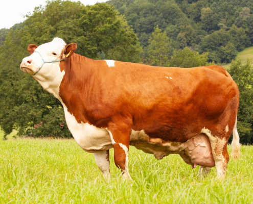 SIRENE, GS VOGT x MANZ, von Fam. Janker, Hofstetten-Grünau, Niederösterreich, Foto Grabner